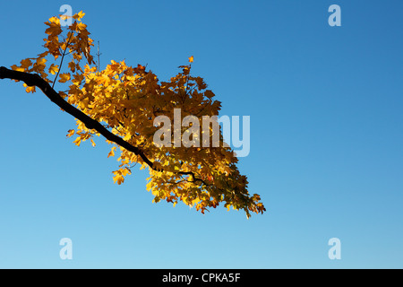 Caduta ramo con foglie di giallo stagliano contro un luminoso cielo blu chiaro su un bellissimo Indian Summer day in New England. Foto Stock