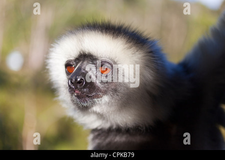 Primo piano della testa del diademed sifaka, foresta pluviale, Andasibe, Madagascar Foto Stock