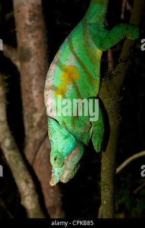 Parson's chameleon (Calumma parsonii), Analamazaotra speciale riserva Andasibe Madagascar Foto Stock