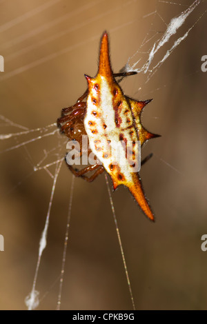 Spinosa ragno granchio, Andasibe, Madagascar Foto Stock