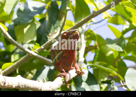 Panther Chameleon (Furcifer pardalis), Marozevo Reptile Farm, Mandraka, Madagascar Foto Stock