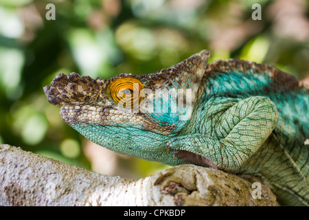 Parson's chameleon (Calumma parsonii), Marozevo Reptile Farm, Mandraka, Madagascar Foto Stock