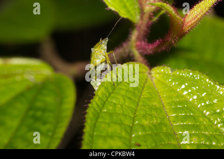 Non identificato insetto verde sulle foglie, notte, Andasibe regione, Madagascar Foto Stock