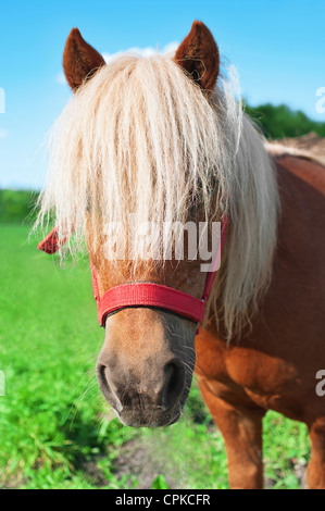 Ritratto del Cavallino Foto Stock