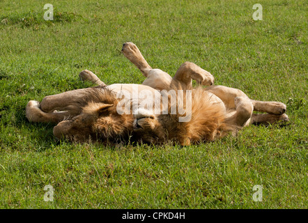 Due giovani leoni maschio (Panthera leo) rilassante sulla Riserva Nazionale di Masai Mara, Kenya, Africa orientale. Foto Stock