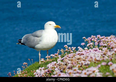 Un gabbiano in piedi accanto alla fioritura rosa parsimonia alto sulle falesie sopra Portreath in Cornwall Regno Unito. Foto Stock