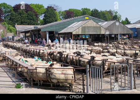 Abergavenny mercato del bestiame ovino, Wales UK Foto Stock