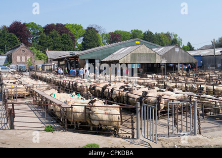 Abergavenny mercato del bestiame ovino, Wales UK Foto Stock