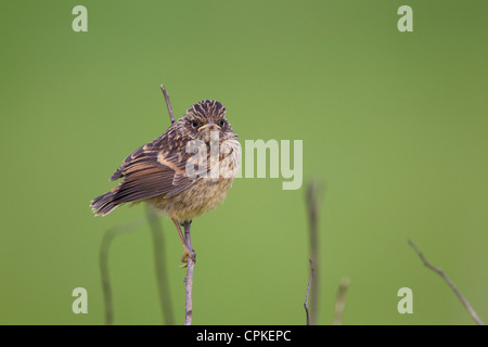 Stonechat comune Saxicola torquatus maschio arroccato a Nash punto, nel Galles a maggio. Foto Stock