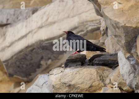 Rosso-fatturati CHOUGH Pyrrhocorax pyyhocorax arroccato su scogliere a Monknash, Glamorgan in maggio. Foto Stock