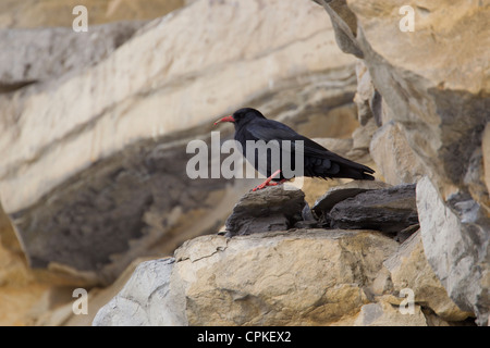 Rosso-fatturati CHOUGH Pyrrhocorax pyyhocorax arroccato su scogliere a Monknash, Glamorgan in maggio. Foto Stock