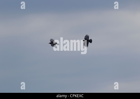 Rosso-fatturati CHOUGH Pyrrhocorax pyyhocorax coppia in volo su una scogliera a Monknash, Glamorgan in maggio. Foto Stock