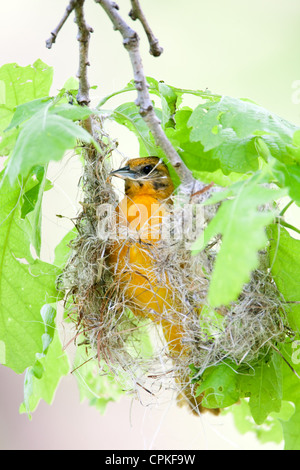 Edificio femmina del nido Oriole di Baltimora - uccello verticale songbird Avian Foto Stock