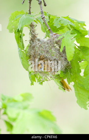 Edificio femmina del nido Oriole di Baltimora - uccello verticale songbird Avian Foto Stock