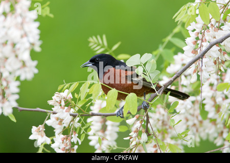 Orchard Oriole Bird songbird appollaiato in fiori di locuste nere Foto Stock