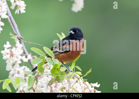 Orchard Oriole Bird songbird appollaiato in fiori di locuste nere Foto Stock