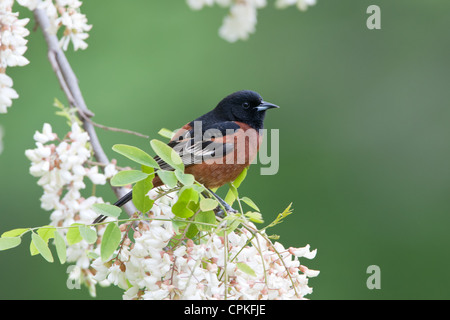 Orchard Oriole Bird songbird appollaiato in fiori di locuste nere Foto Stock