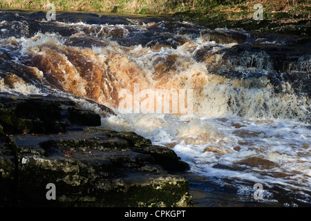 Il fiume Ribble forza Stainforth Stainforth Settle Yorkshire Dales Inghilterra Foto Stock