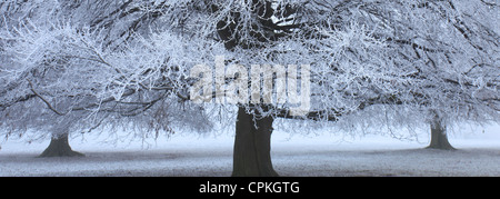 Misty faggio (Fagus sylvatica) coperto di brina hoare, Cambridgeshire, Inghilterra; Gran Bretagna; Regno Unito Foto Stock