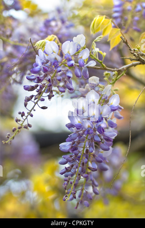 Cinese o di glicine Wisteria sinensis fioritura in primavera Foto Stock