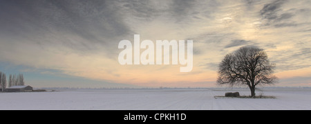 Un Hoare frost scena invernale su un singolo albero in Fenland campi nei pressi della città di marzo, Fenland, Cambridgeshire, Inghilterra; Gran Bretagna; Regno Unito Foto Stock