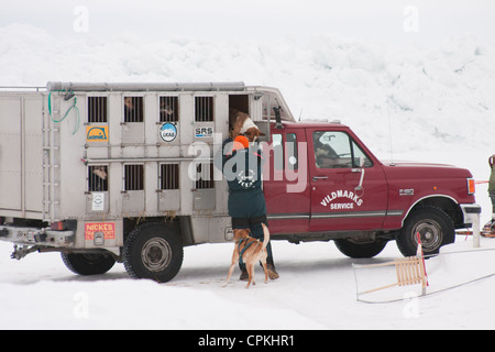 Un team di cani husky ottenere pronto per essere attaccato dai loro sistemi di cavi al loro sled prima di andare in slittino Foto Stock