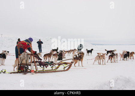 Un team di cani husky attaccato dai loro sistemi di cavi al loro sled in attesa di andare in slittino Foto Stock