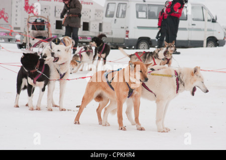 Un team di cani husky attaccato dai loro sistemi di cavi al loro sled in attesa di andare in slittino Foto Stock