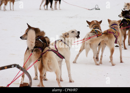 Un team di cani husky attaccato dai loro sistemi di cavi al loro sled in attesa di andare in slittino Foto Stock