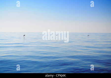 Tre gabbiani sorvolano mare calmo e cielo clowdless Foto Stock