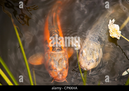 Carpe Koi in cerca di cibo in un laghetto in giardino con alghe rendendo l'acqua come la zuppa di piselli. Foto Stock