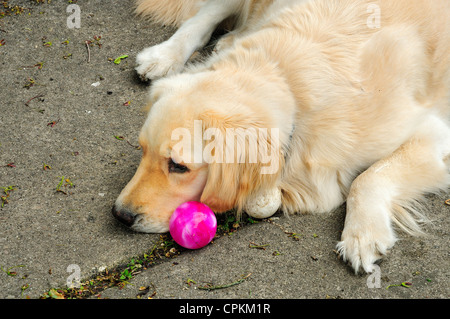 Un inglese un Golden Retriever di nome Watson posa sul patio accanto alla sua collezione di sfere. Foto Stock