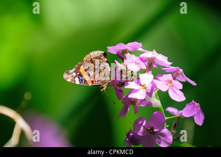 Admiral Butterfly succhiare il nettare da branchi. Foto Stock