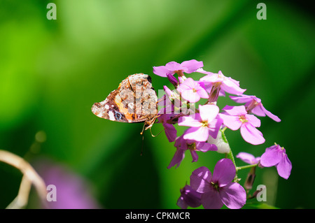 Admiral Butterfly succhiare il nettare da branchi. Foto Stock