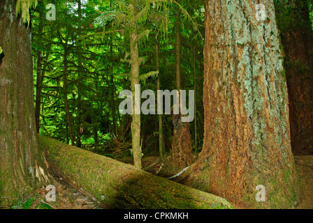 MacMillan Parco Provinciale,sentieri attraverso boschi di 800 anni di abeti,l'isola di Vancouver, British Columbia, Canada Foto Stock