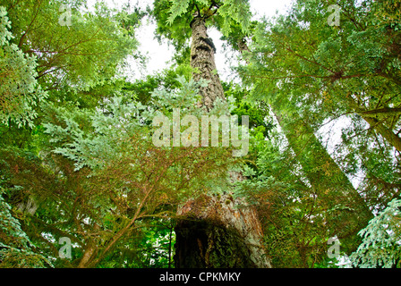 MacMillan Parco Provinciale,sentieri attraverso boschi di 800 anni di abeti,l'isola di Vancouver, British Columbia, Canada Foto Stock