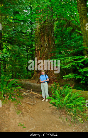 MacMillan Parco Provinciale,sentieri attraverso boschi di 800 anni di abeti,l'isola di Vancouver, BC, Canada Foto Stock