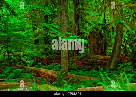 MacMillan Parco Provinciale,sentieri attraverso boschi di 800 anni di abeti,l'isola di Vancouver, British Columbia, Canada Foto Stock