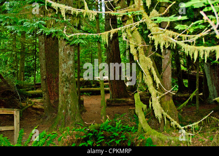 MacMillan Parco Provinciale,sentieri attraverso boschi di 800 anni di abeti,l'isola di Vancouver, British Columbia, Canada Foto Stock