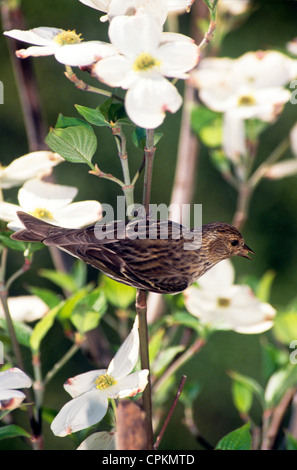 Pino (lucherino Carduelis pinus) canta dal ramo di fioritura Sanguinello albero in primavera, Missouri USA Foto Stock