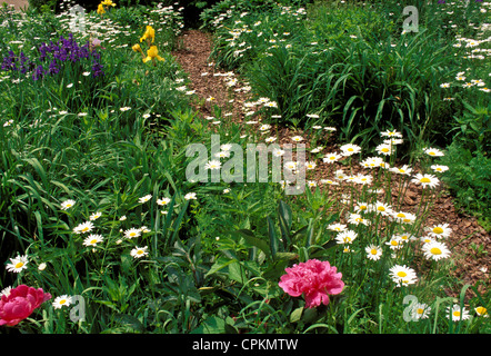 Percorso di schegge di legno attraverso la fioritura giardino estivo di peonie, margherite e iris, indipendenza Missouri USA Foto Stock