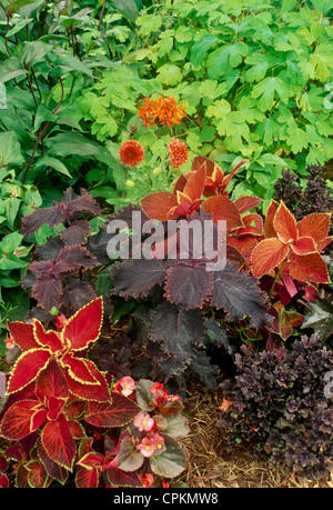 Miscelati arancione e marrone-rosso Coleus Vegetali di Begonia per un colorato e colore coordinato giardino, Missouri USA Foto Stock