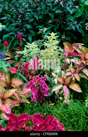 Coleus misti con piante di Euphorbia e graminacee decorative per un colorato giardino, Missouri USA Foto Stock