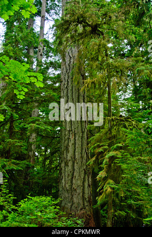 MacMillan Parco Provinciale,sentieri attraverso boschi di 800 anni di abeti,l'isola di Vancouver, British Columbia, Canada Foto Stock