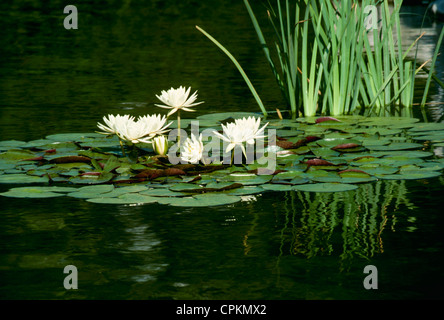 Scena pacifica di ninfee galleggianti sulla superficie del lago con una profonda riflessione in estate, Florida USA Foto Stock