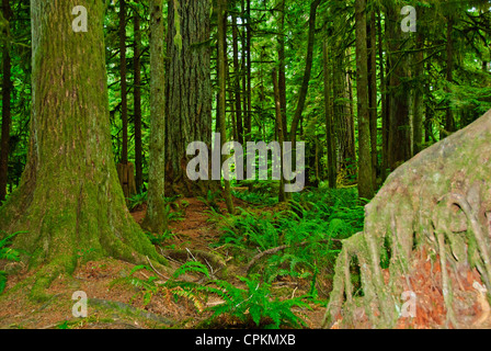 MacMillan Parco Provinciale,sentieri attraverso boschi di 800 anni di abeti,l'isola di Vancouver, British Columbia, Canada Foto Stock