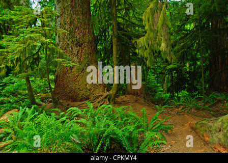 MacMillan Parco Provinciale,sentieri attraverso boschi di 800 anni di abeti,l'isola di Vancouver, British Columbia, Canada Foto Stock