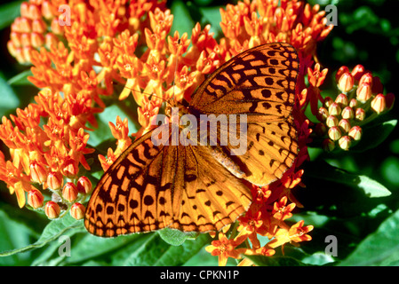 Gulf fritillary o passione butterfly, su arancio brillante butterfly erbaccia, Missouri USA Foto Stock