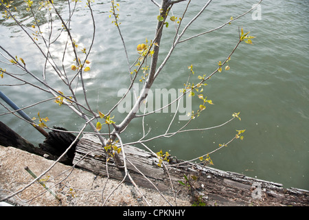 Nuove foglie germogliano dai cespugli che crescono al di fuori della cricca in vecchi log in decadimento a waters edge su New York City waterfront Foto Stock