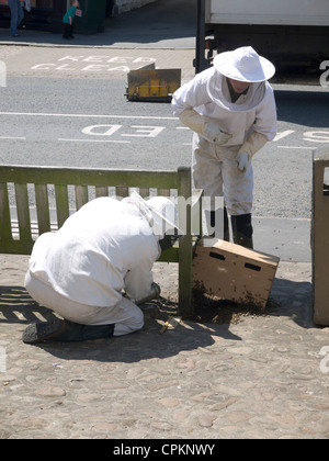 Due gli apicoltori la raccolta di uno sciame di api in Kirbymoorside Market Place North Yorkshire Foto Stock